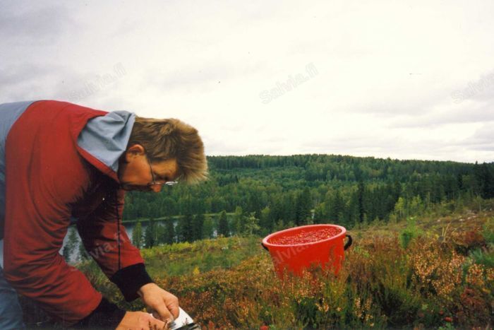 Marjastaja metsän reunassa Röykkölän vuokramökin maisemissa