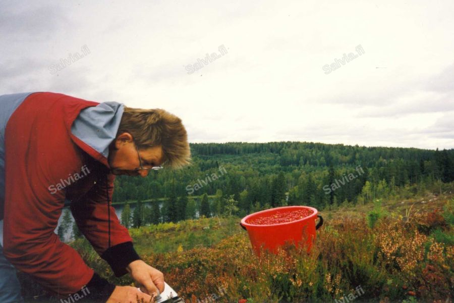 Metsämaisema Röykkölän vuokramökin ympäristössä, marjastusmaastoa