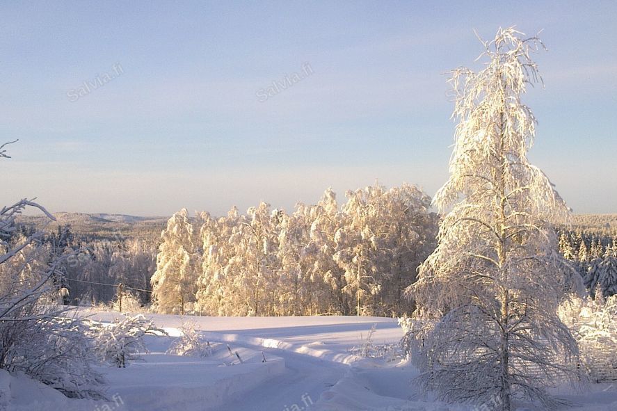 Röykkölän vuokramökin piha talvella